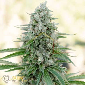 CRITICAL MANGO