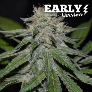 CRITICAL NEVILLE HAZE EARLY VERSION