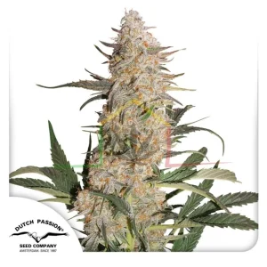 CRITICAL ORANGE PUNCH