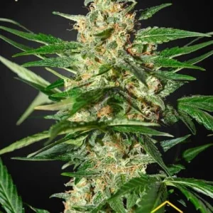DAMNESIA AUTO