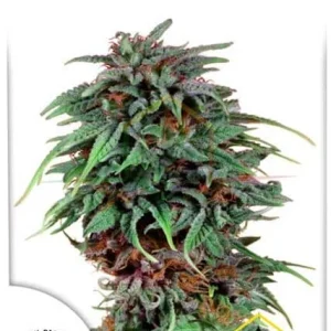 DURBAN POISON