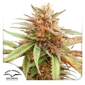 DURBAN DEW