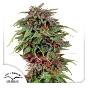 DURBAN POISON REGULAR