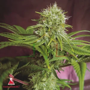 ELIXIR VITAE CBD