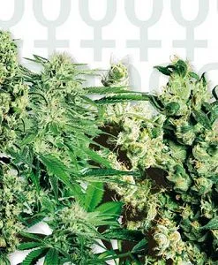 FEMINIZED MIX