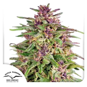 FRISIAN DEW