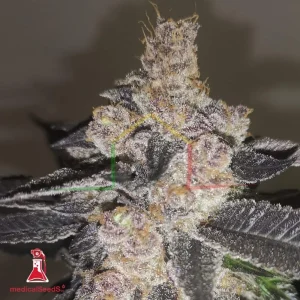 GELATO 242