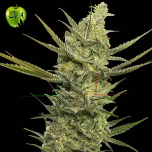 GIPSY HAZE