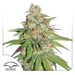 GLUEBERRY OG