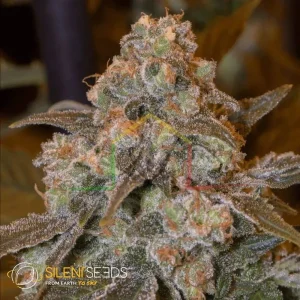 GORILLA FROST