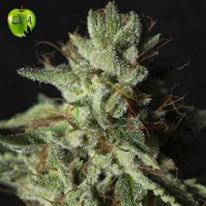 GORILLA CANDY