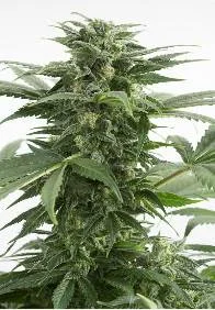 HAZE XXL AUTO