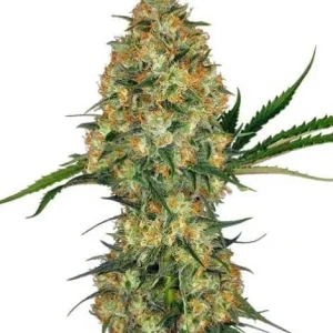 HINDU KUSH