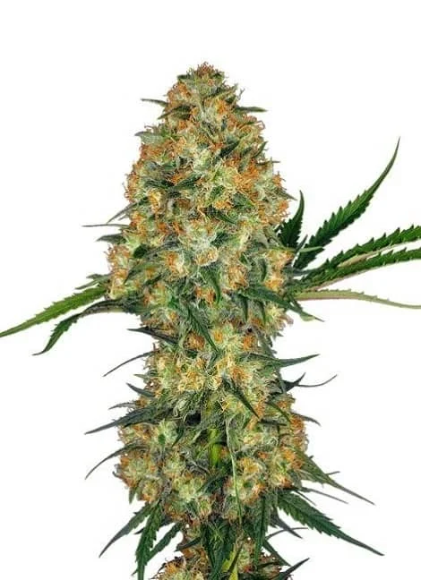 HINDU KUSH - Imagen 2