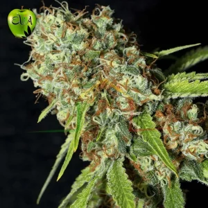 JAMAICAN DREAM CBD