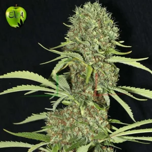 JAMAICAN DREAM