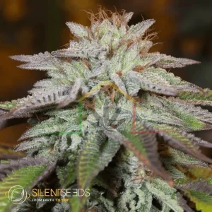 LA VANILLA CAKE AUTO
