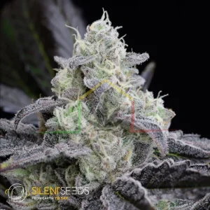 L.A. VANILLA CAKE