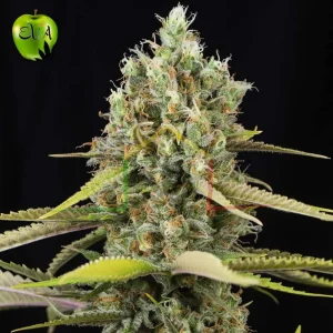 LEMON KING