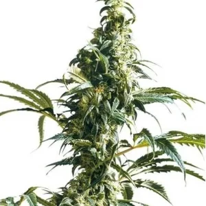 MEXICAN SATIVA REGULAR
