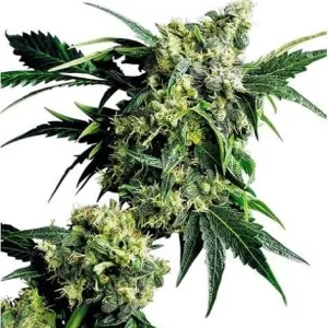 MR. NICE G13 X HASH PLANT REGULAR
