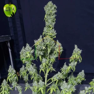 MAGIC TREE AUTO