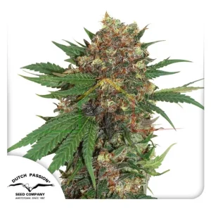 MASTER KUSH