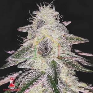 MEDICAL RUNNTZ