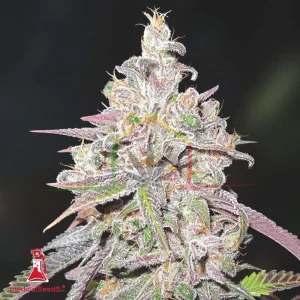 MENDOCINO CHANEL KUSH