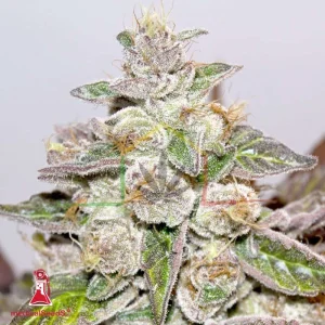 MENDOCINO PURPLE KUSH