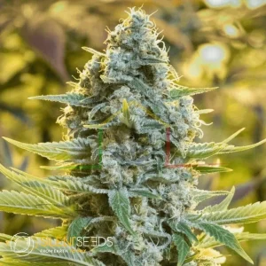 MOBY DICK AUTO