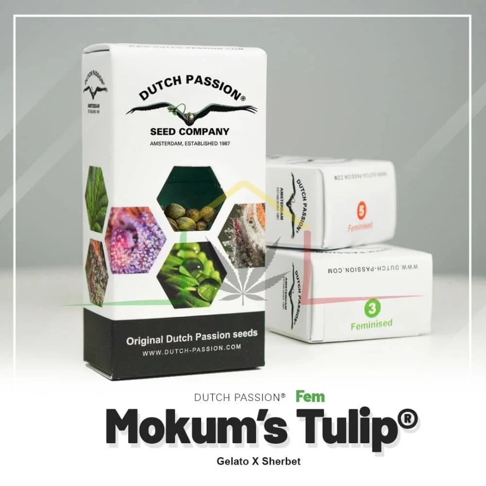 MOKUM’S TULIP - Imagen 3