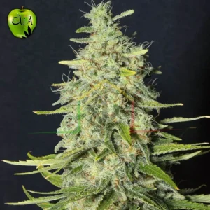 MONSTER CBD