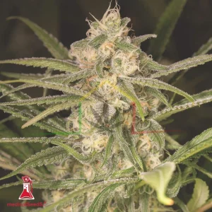NO NAME AUTO