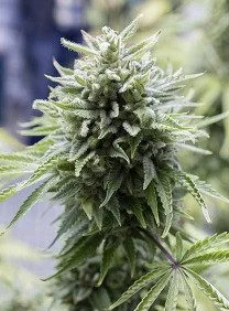 OG KUSH AUTO