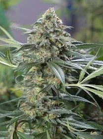 OG KUSH CBD
