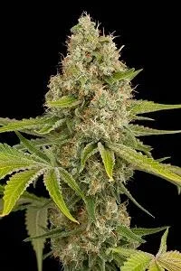 OG KUSH