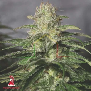 OG KUSH CBD