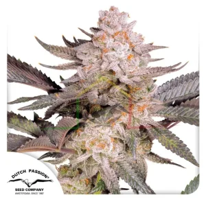 ORANGE BUD 2.0