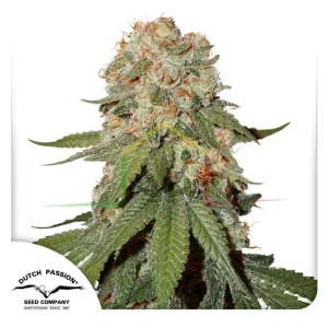 ORANGE BUD