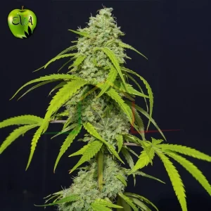 ORANGE KUSH AUTO
