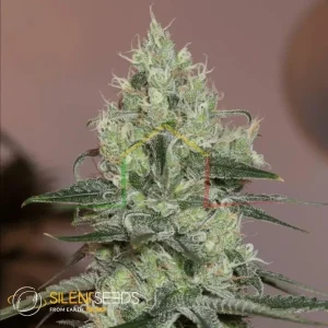 ORIGINAL AMNESIA