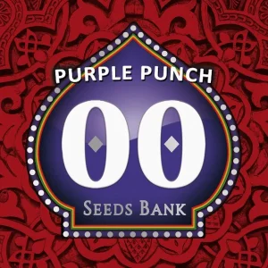 PURPLE PUNCH