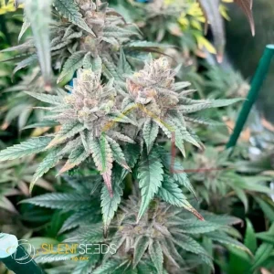 PINK SUNSET AUTO BY SHERBINSKIS