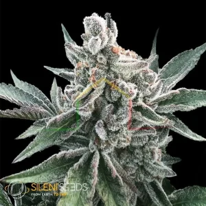 POLAR GELATO AUTO BY SHERBINSKIS
