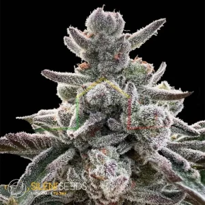 POLAR GELATO BY SHERBINSKIS
