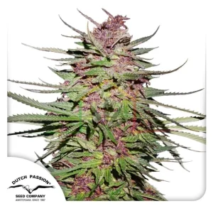 PURPLE #1 REGULAR