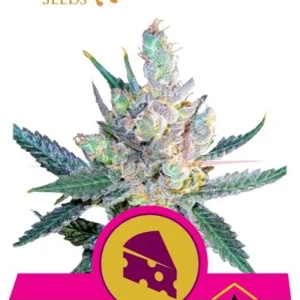 ROYAL CHEESE FAST FLOWERING