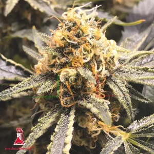 RECOVERY CBD