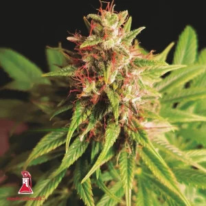 RED CROSS CBD